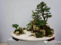 第五届中国 · 沭阳花木节盆景篇