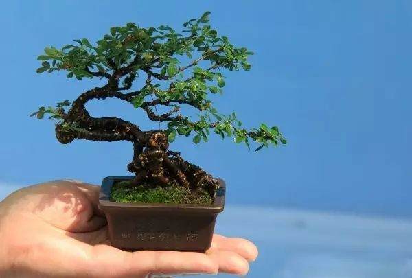  报名丨园艺大讲堂《果树盆景种植管理办法》