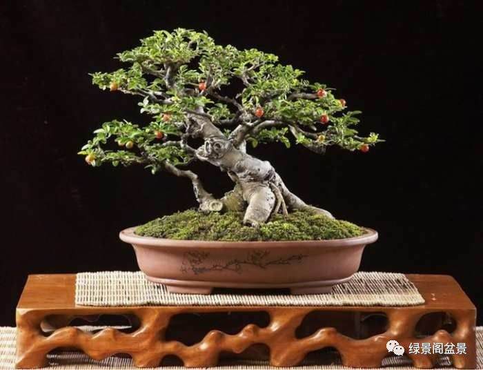 为什么盆景需要肥料?