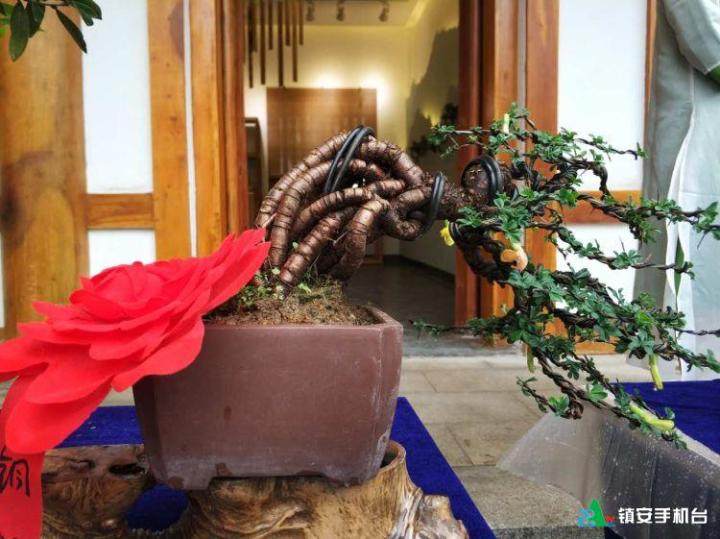 陕西省第四届盆景艺术展精彩展影