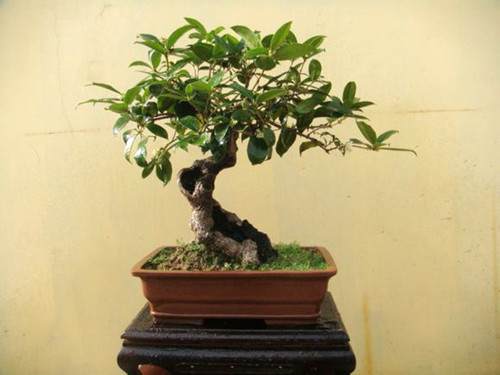 桂花盆栽修剪 怎样修剪才能使盆栽桂花树冠丰满