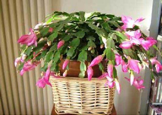 盆栽花木怎样进行植株矮化?