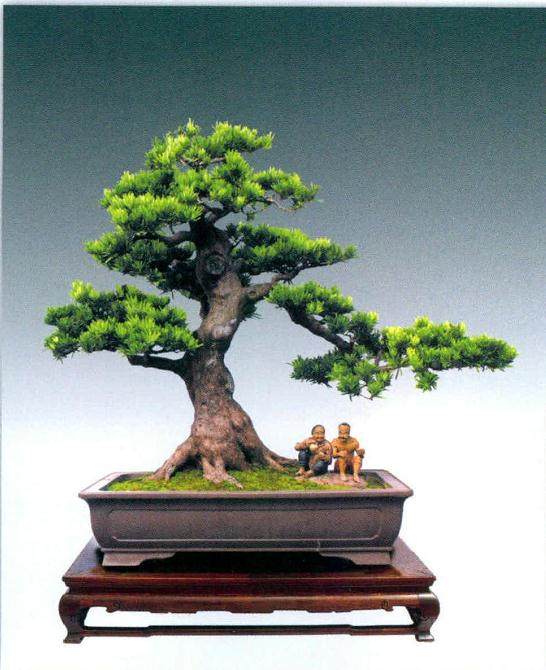 1985年上海举办的首届中国盆景评比展览