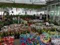 国庆长假期间 常州花卉盆景市场销售火爆