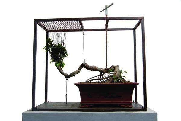 做盆景是把健康植物扭曲成病态 就像裹小脚一样