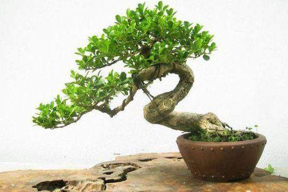 重庆江北区文广新局主办的古木盆景展