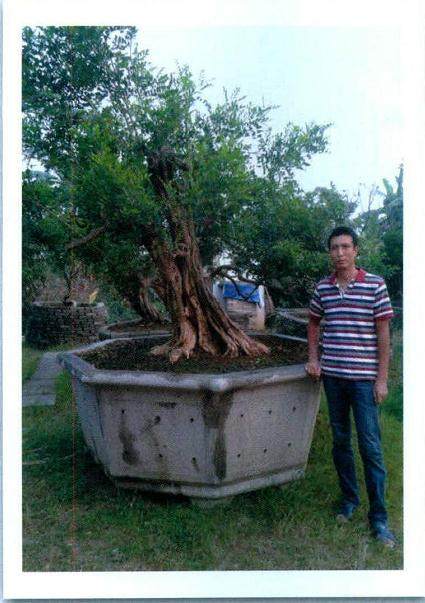 著名岭南盆景艺术家--杜顺添先生