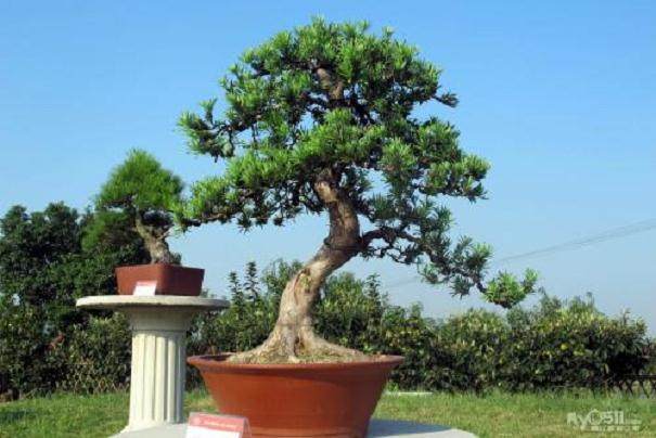 首届全国网络盆景展开幕