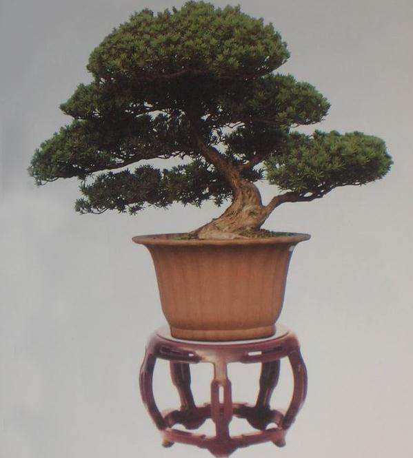 盆景展一部分展示日本盆景 一部分展示中国盆景