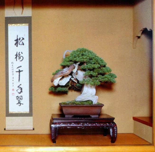 盆景诞生于2000年前的中国 在800年前传到了日本