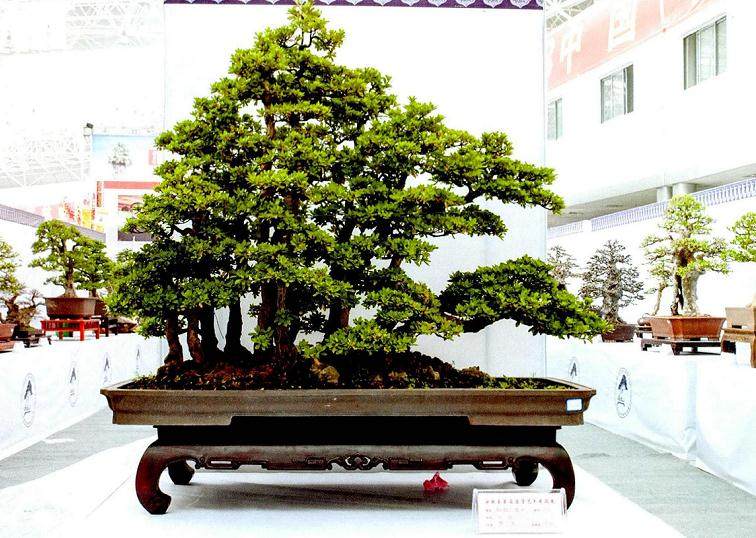 2013年10月25日安徽盆景艺术精品展在合肥市举办