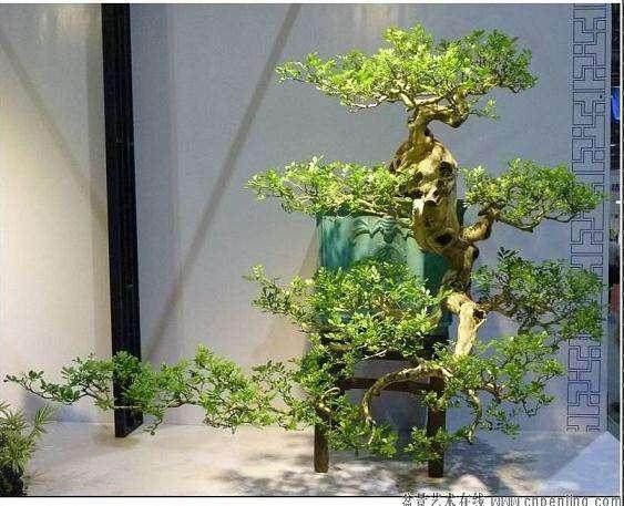 第三届潮汕盆景博览会将在汕头中山公园隆重举行