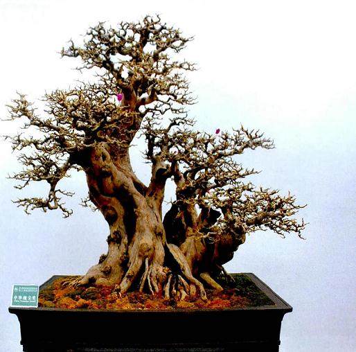 今年四月在扬州举办的国际盆景大会