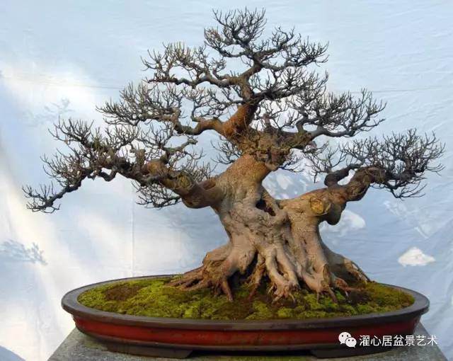 岭南盆景制作中，如何裁改修剪？