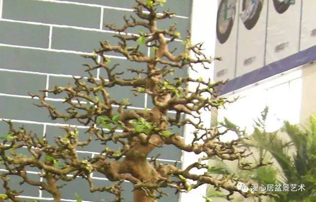 岭南盆景制作中，如何裁改修剪？