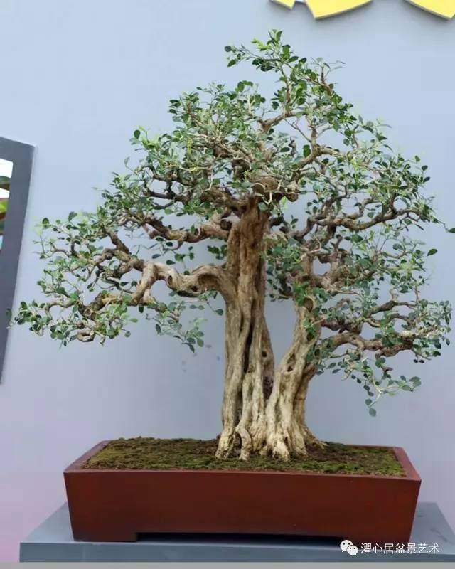 岭南盆景制作中 如何裁改修剪