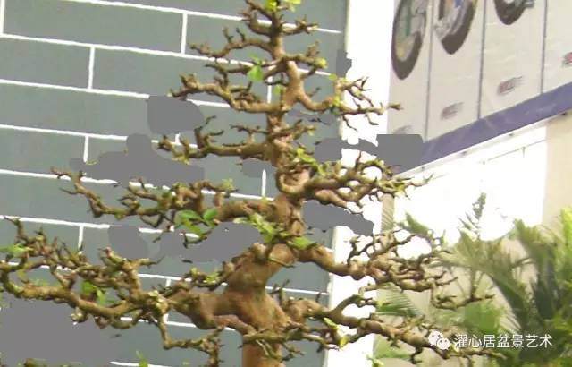 岭南盆景制作中，如何裁改修剪？
