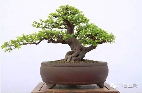 盆景怎么防治蚂蚁?求哪位大神支招!