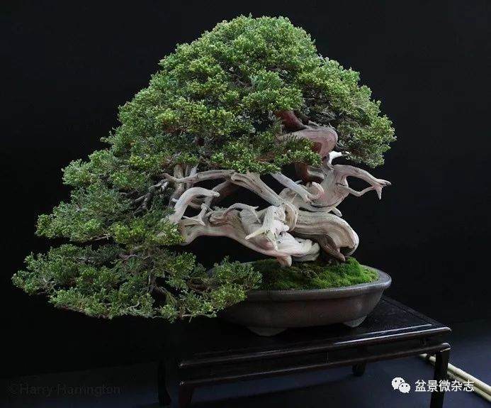 盆景之源——为桩景而生的树种