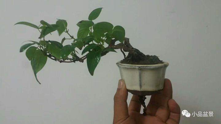 小品盆景发展趋势分析