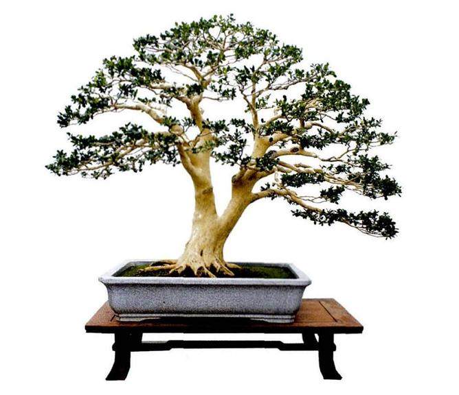 王守义十三香古木盆景园是河南最具影响力的名园之一