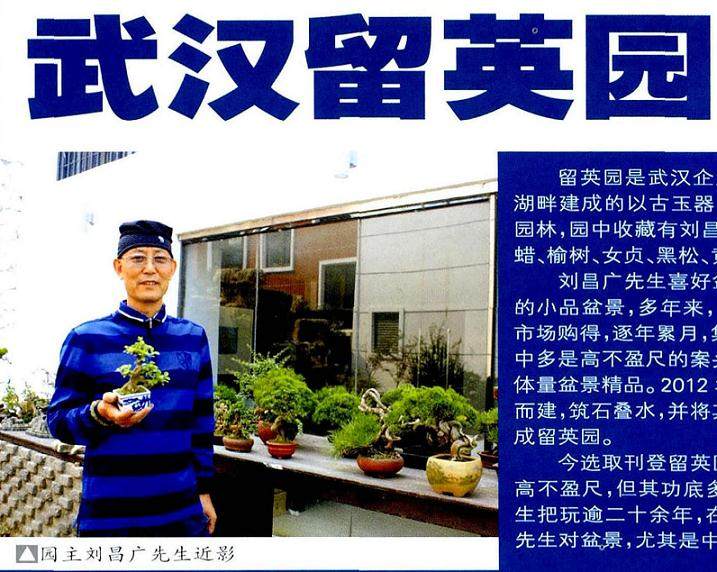 武汉留英园收藏黄山松、真柏等盆景200余盆
