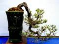 香港岭南盆景艺术学会举行第四届会员盆景比赛
