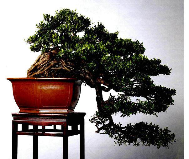 唐苑现存榕树盆景及精品榕树盆景千余盆