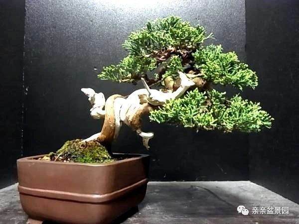 精品真柏盆景欣赏及养护要点