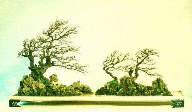 贺淦荪先生是我非常敬重的盆景界前辈