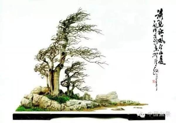 怀念盆景恩师贺淦荪前辈