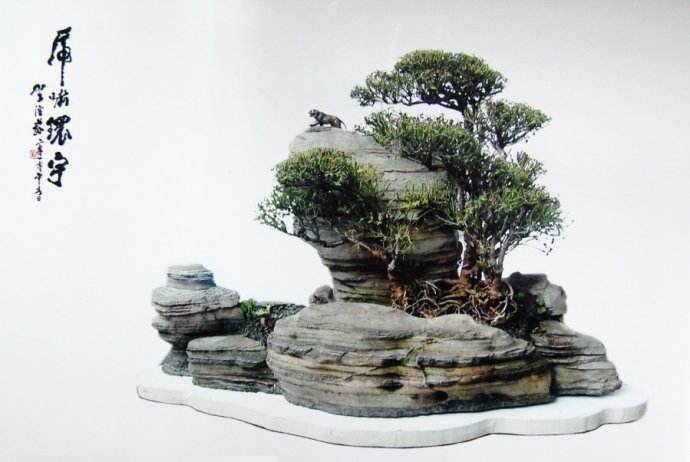 贺淦荪从事盆景艺术活动50余年