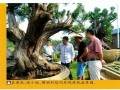 张小斌先生连续三年斥资逾千万举办中国唐风盆景展