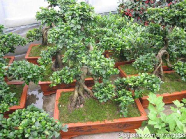 夏溪花木市场发现 盆景花卉市场销售火爆