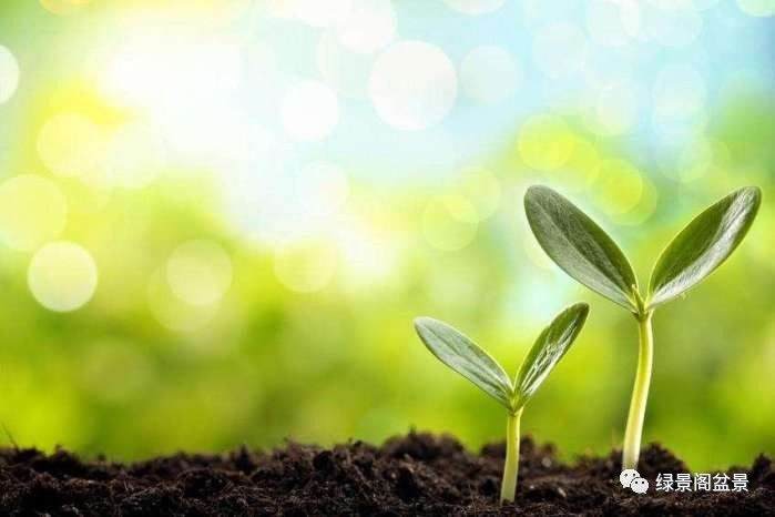 正确的光照既能促进盆景生长还能延长植物寿命