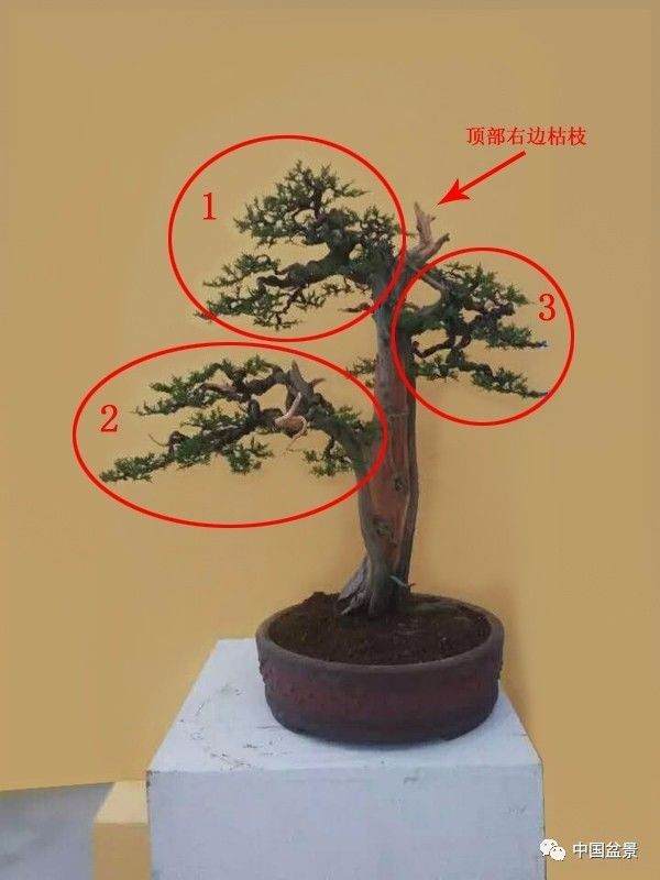 浅释樊顺利大师表演佳作柏树盆景的得与失