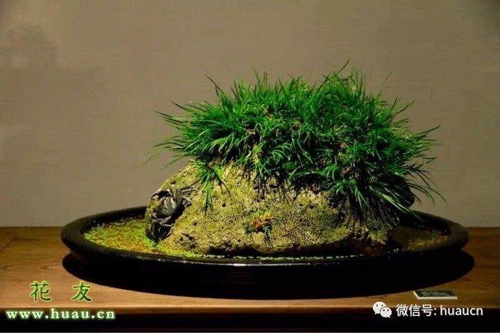 家养的菖蒲盆景怎样越冬？