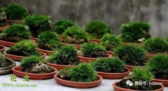 家养的菖蒲盆景怎样越冬？