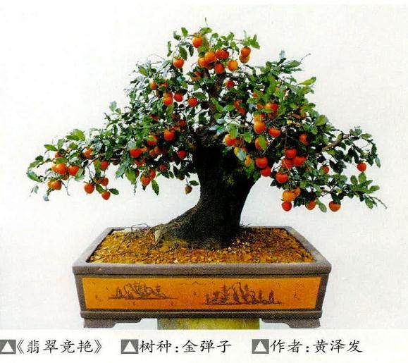 盆景佳品金弹子的养护技术