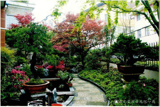 盛光荣先生的盆景挖掘了雀梅最本真的风骨 艺如其人