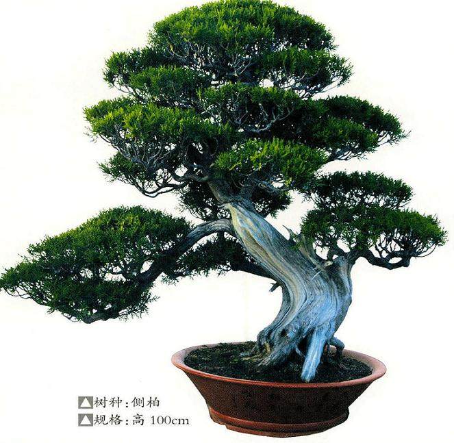 山东张新平先生倾多年之力精心打造的一处私家盆景园