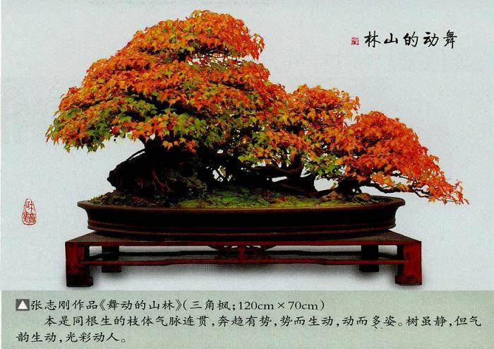 动势盆景就是运用这些艺术规律与美学法则来制作盆景