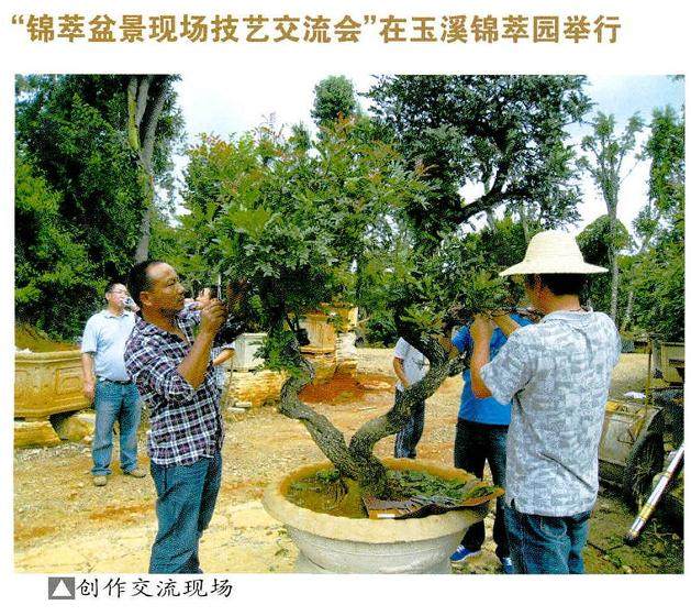 云南盆景赏石协会积极支持锦萃盆景现场技艺交流会