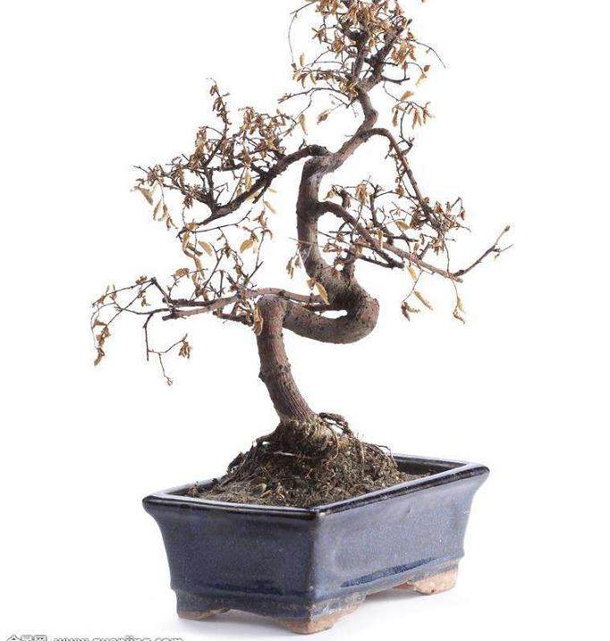 目前盆景发展形势大好的4个原因