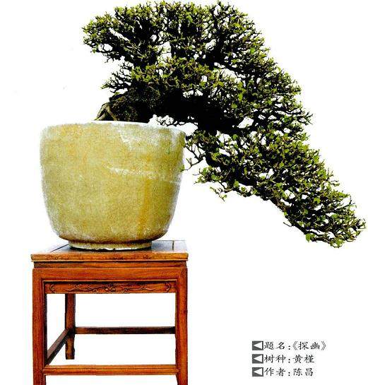 岭南盆景的截干蓄枝制作方法