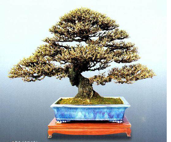 岭南盆景的截干蓄枝制作方法