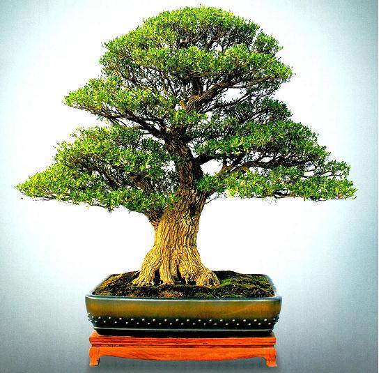 岭南盆景的截干蓄枝制作方法