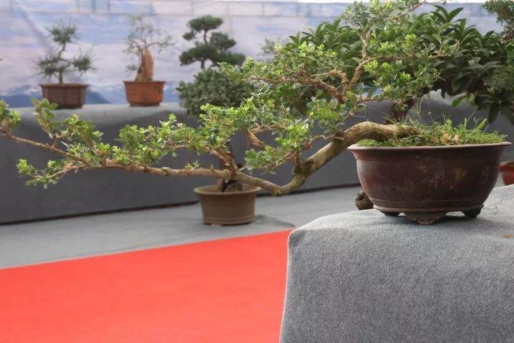 青州盆景历史悠久 品种繁多  争奇斗艳