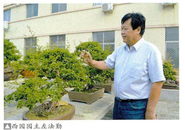 洛阳西园是左法勤先生聚多年把玩的盆景而建的盆景庭院