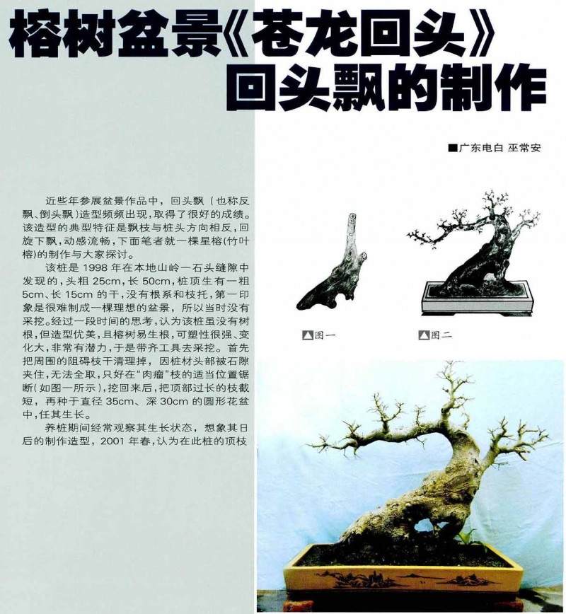 盆景回头飘造型的方法